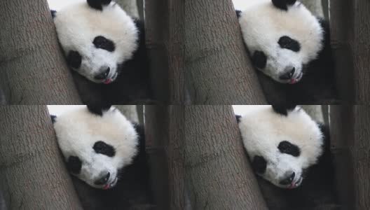 大熊猫幼崽在树上睡觉高清在线视频素材下载
