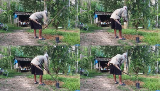 老人种植番石榴树高清在线视频素材下载