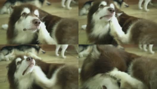阿拉斯加雪橇犬肖像在家养宠物高清在线视频素材下载