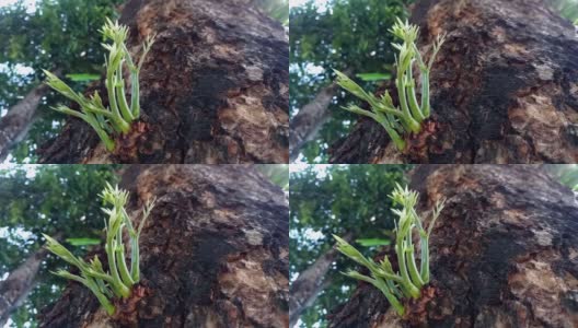 新叶植物从树皮中长出来高清在线视频素材下载