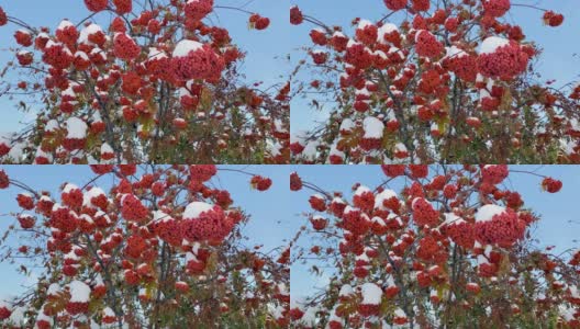 自然异常。初冬。白雪覆盖的白蜡树枝桠上挂满了鲜红多汁的浆果，花园里的绿叶也被白雪覆盖。自然之美自然之美。高清在线视频素材下载