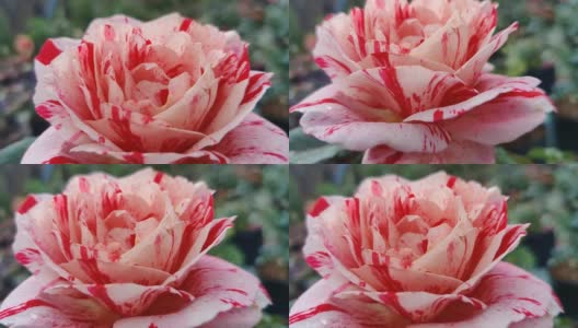 独特的慢镜头迷你玫瑰高清在线视频素材下载
