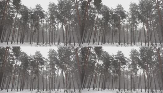 从下面以慢镜头拍摄的一个冬日里飘落的雪花中间高大的松树林高清在线视频素材下载
