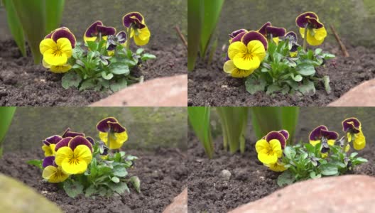美丽的紫黄色三色紫罗兰花视差高清在线视频素材下载