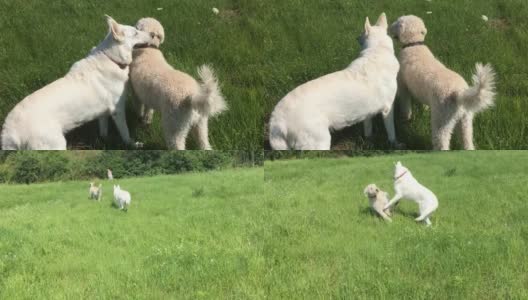 两只白色的狗在绿色的草地上玩耍和奔跑高清在线视频素材下载