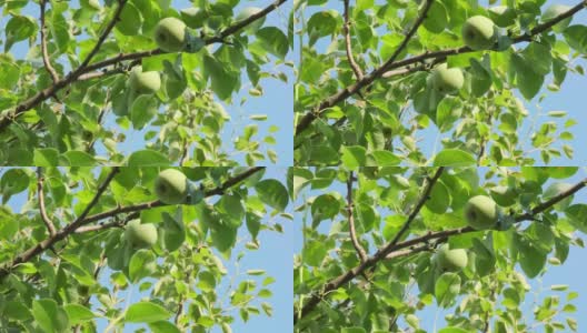 花园里的树上挂着未成熟的绿色梨子。高清在线视频素材下载