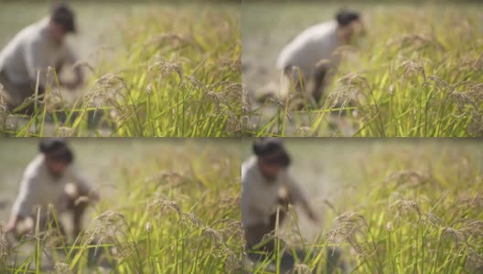 女人收割水稻高清在线视频素材下载