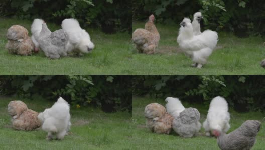 5只各式各样的矮脚母鸡突然被一声惊吓高清在线视频素材下载