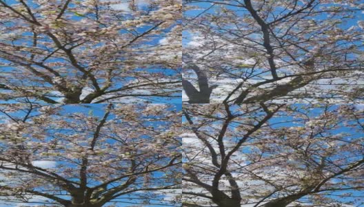 一棵树在春天开满了白花高清在线视频素材下载