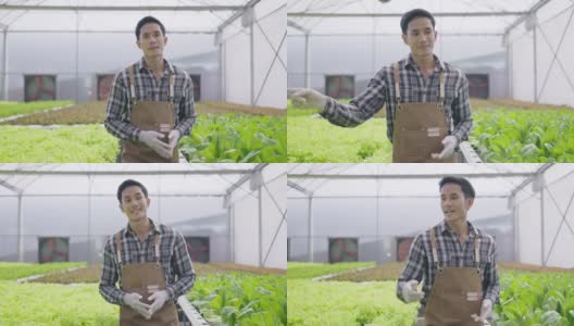 年轻的亚洲男子走，并解释和介绍水培农场。水培温室农场有机新鲜收获蔬菜概念高清在线视频素材下载