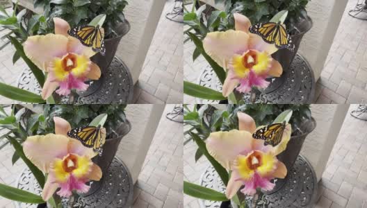 黑脉金斑蝶拍打在木槿花上高清在线视频素材下载
