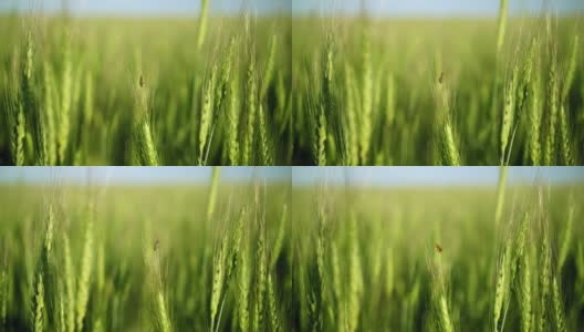 刮风的日子，田野里新鲜的绿麦穗。准备收获Сlose查看高清在线视频素材下载