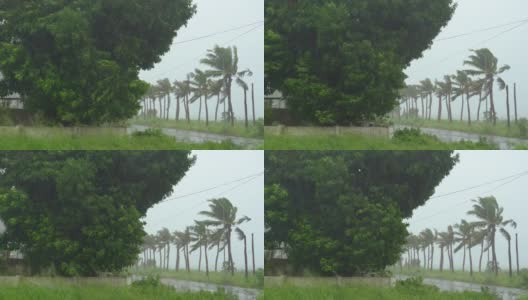 树和棕榈树在大雨和强风下。热带风暴的概念。包含自然声音高清在线视频素材下载