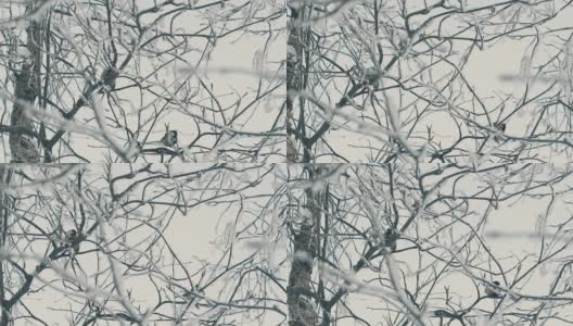 山雀休息在覆盖着霜花的树枝上慢动作高清在线视频素材下载