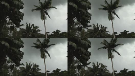 暴风雨中的棕榈树高清在线视频素材下载