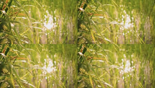 田野里绿草的嫩芽和水中反射的阳光的虚化高清在线视频素材下载