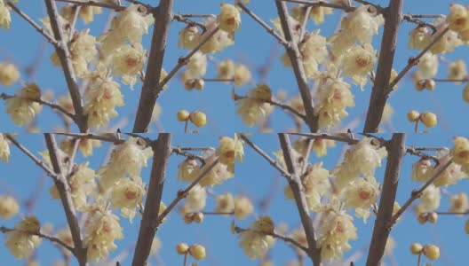 日本东京昭和纪念公园，冬季鲜花盛开高清在线视频素材下载