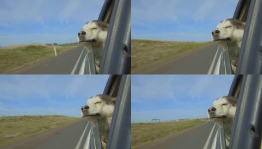 一只雪橇犬把头伸出车窗外高清在线视频素材下载