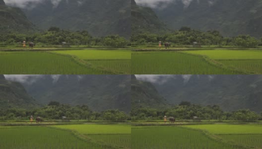 越南农民在沙巴麦洲的稻田里放牛高清在线视频素材下载