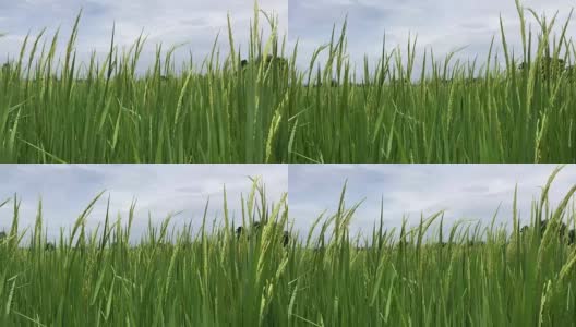 Rice field with harvest高清在线视频素材下载