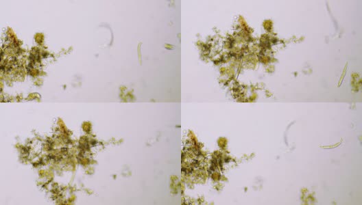 微型生物高清在线视频素材下载