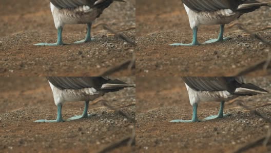 后低角度拍摄的蓝脚鲣鸟抬起它的脚在加拉帕戈斯高清在线视频素材下载