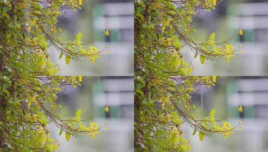 4K:雨季的雨落在黄花上高清在线视频素材下载