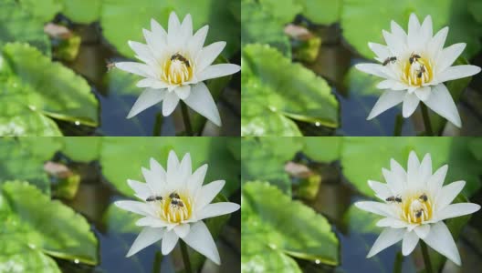 一只蜜蜂在荷塘捕捉到盛开的白色睡莲上飞着采集花粉高清在线视频素材下载