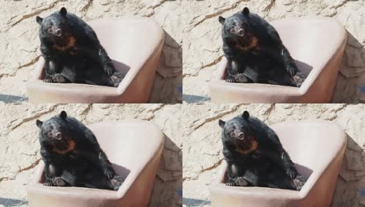一只熊的行为就像一个人高清在线视频素材下载