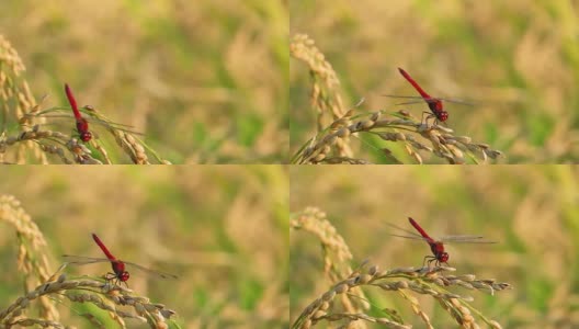 红蜻蜓，秋天，稻穗高清在线视频素材下载