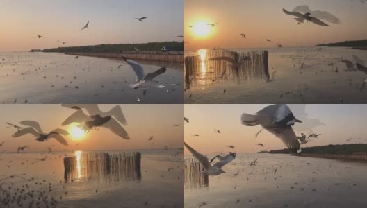 数百只海鸥在夕阳的背景下高清在线视频素材下载