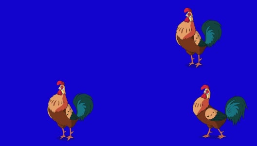 红褐色的公鸡走路和乌鸦。经典手工动画孤立在蓝屏上高清在线视频素材下载