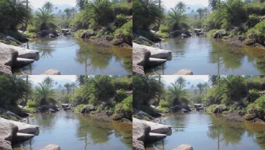 河和棕榈树的美丽景色。拉贾斯坦邦。印度高清在线视频素材下载