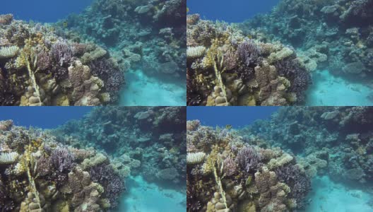 珊瑚礁，热带鱼。温暖的海洋和清澈的海水。水下世界。潜水和浮潜。高清在线视频素材下载