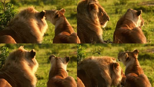一只年轻的雄狮和母狮在马赛马拉休息高清在线视频素材下载