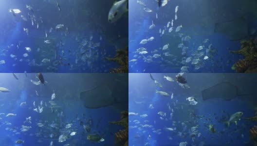 鱼在水族馆高清在线视频素材下载