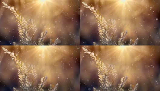 雪与闪光效果的特写冬季场景(循环4k)高清在线视频素材下载