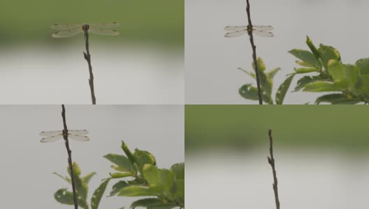 四斑羚(Libellula quadrimaculata) -兴安自然保护区高清在线视频素材下载