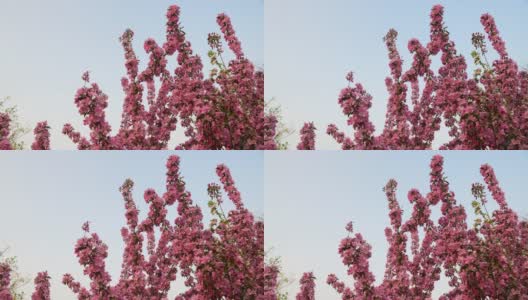 4K分辨率，春天开花的海棠树高清在线视频素材下载