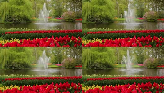 荷兰，早春公园里盛开的郁金香喷泉。高清在线视频素材下载