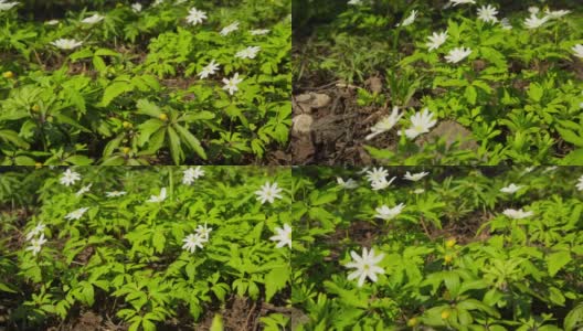 白色的花在春天的银莲花木滑块摄影在RAW高清在线视频素材下载