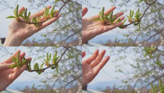 女人用手抚摸着鸟樱桃嫩绿的叶子和幼嫩的花序高清在线视频素材下载
