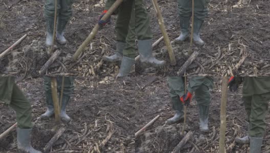 种植树苗，用杆子夯实周围的泥炭地土壤高清在线视频素材下载
