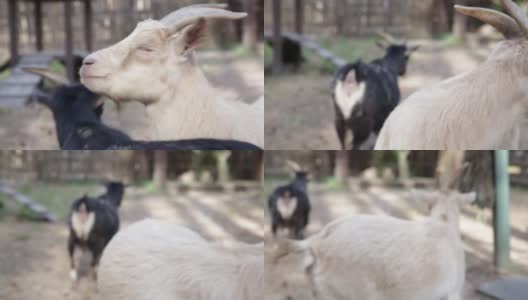 两只有趣的山羊看着摄像机，一起走开了。最后的场景。高清在线视频素材下载