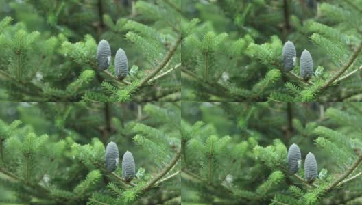 冷杉，云杉，灰色，深色松果与树脂细节特写视图高清在线视频素材下载