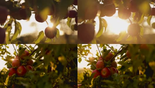 日落时分，果园里种植的有机红苹果高清在线视频素材下载