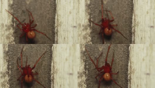 洪博培的蜘蛛高清在线视频素材下载