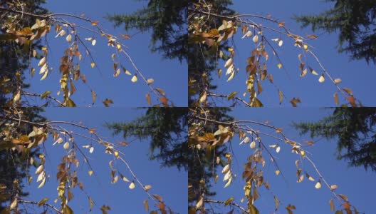 秋天的枫树高清在线视频素材下载