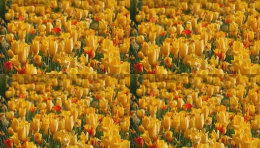 美丽有趣的黄色郁金香花在春天的花园里盛开。装饰性的郁金香花在春天盛开在皇家公园库肯霍夫近距离观察。荷兰,荷兰高清在线视频素材下载