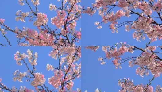 樱花衬着湛蓝的天空高清在线视频素材下载